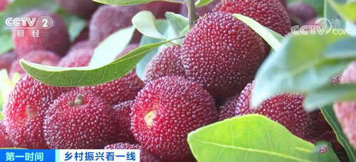 贵州剑河：千余亩时令水果丰收 村民生活红红火火